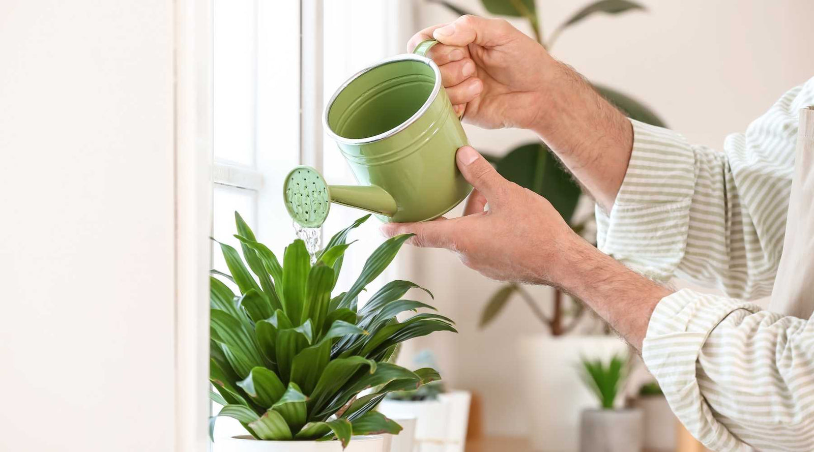 Man Watering Plants